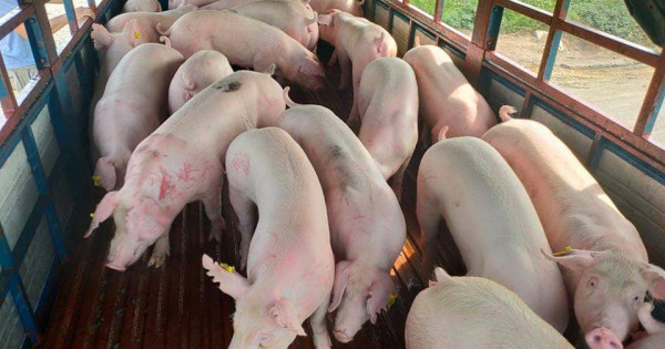 Giá heo hơi hôm nay 26/10: Tiếp tục giảm tại nhiều khu vực Giá heo hơi hôm nay 26/10: Tiếp tục giảm tại nhiều khu vực