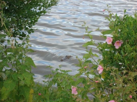 Tử vi 12 con giáp ngày 29/10/2022: Tuổi Ngọ công việc trục trặc, tuổi Thân thăng quan tiến chức Tử vi 12 con giáp ngày 29/10/2022: Tuổi Ngọ công việc trục trặc, tuổi Thân thăng quan tiến chức