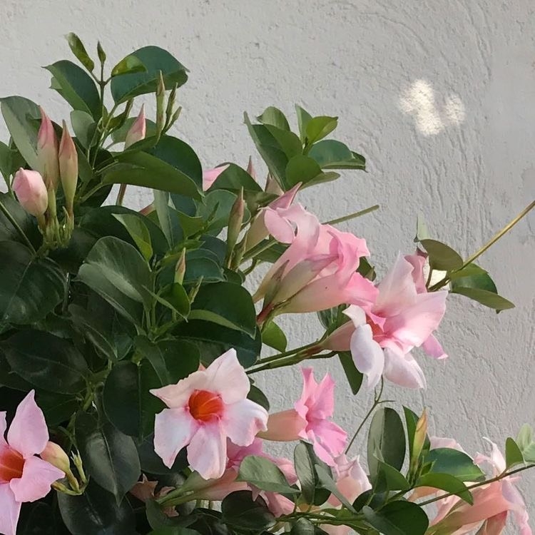 Tử vi 12 con giáp ngày 30/10/2022: Tuổi Sửu dễ bị căng thẳng, tuổi Dần có nhiều tin vui