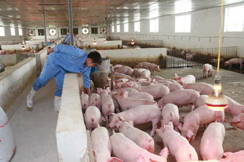 Giá heo hơi hôm nay 30/10: Giảm trên diện rộng Giá heo hơi hôm nay 30/10: Giảm trên diện rộng