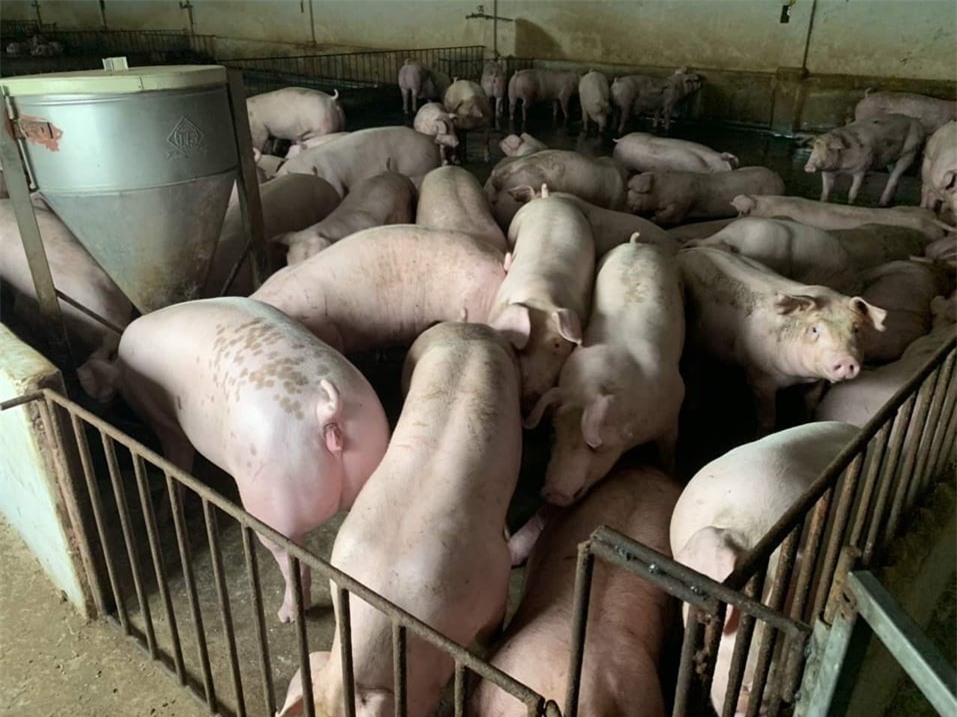 Giá heo hơi hôm nay 2/11: Giảm tại miền Bắc và miền Trung - Tây Nguyên Giá heo hơi hôm nay 2/11: Giảm tại miền Bắc và miền Trung - Tây Nguyên