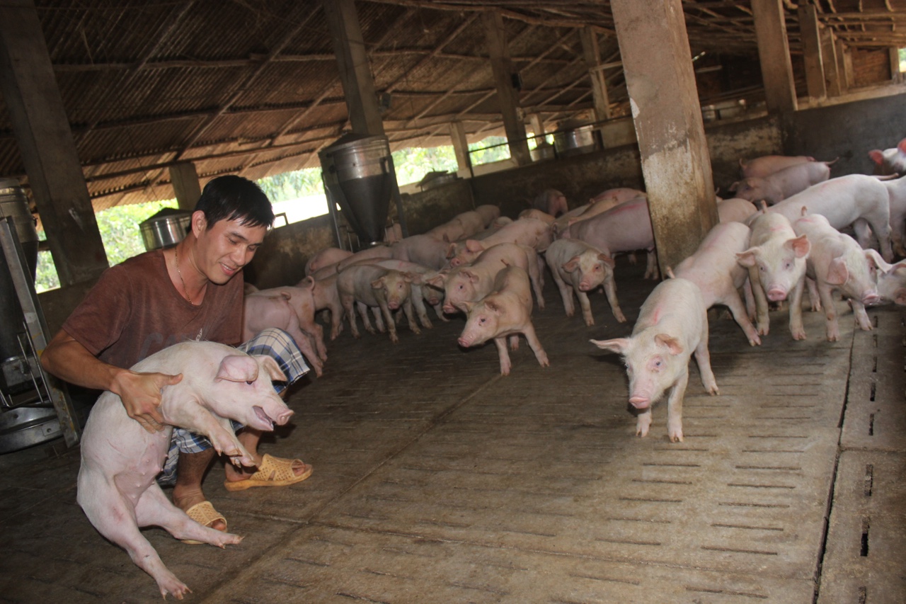 Giá heo hơi hôm nay 4/11: Giảm rải rác ở một số tỉnh thành Giá heo hơi hôm nay 4/11: Giảm rải rác ở một số tỉnh thành