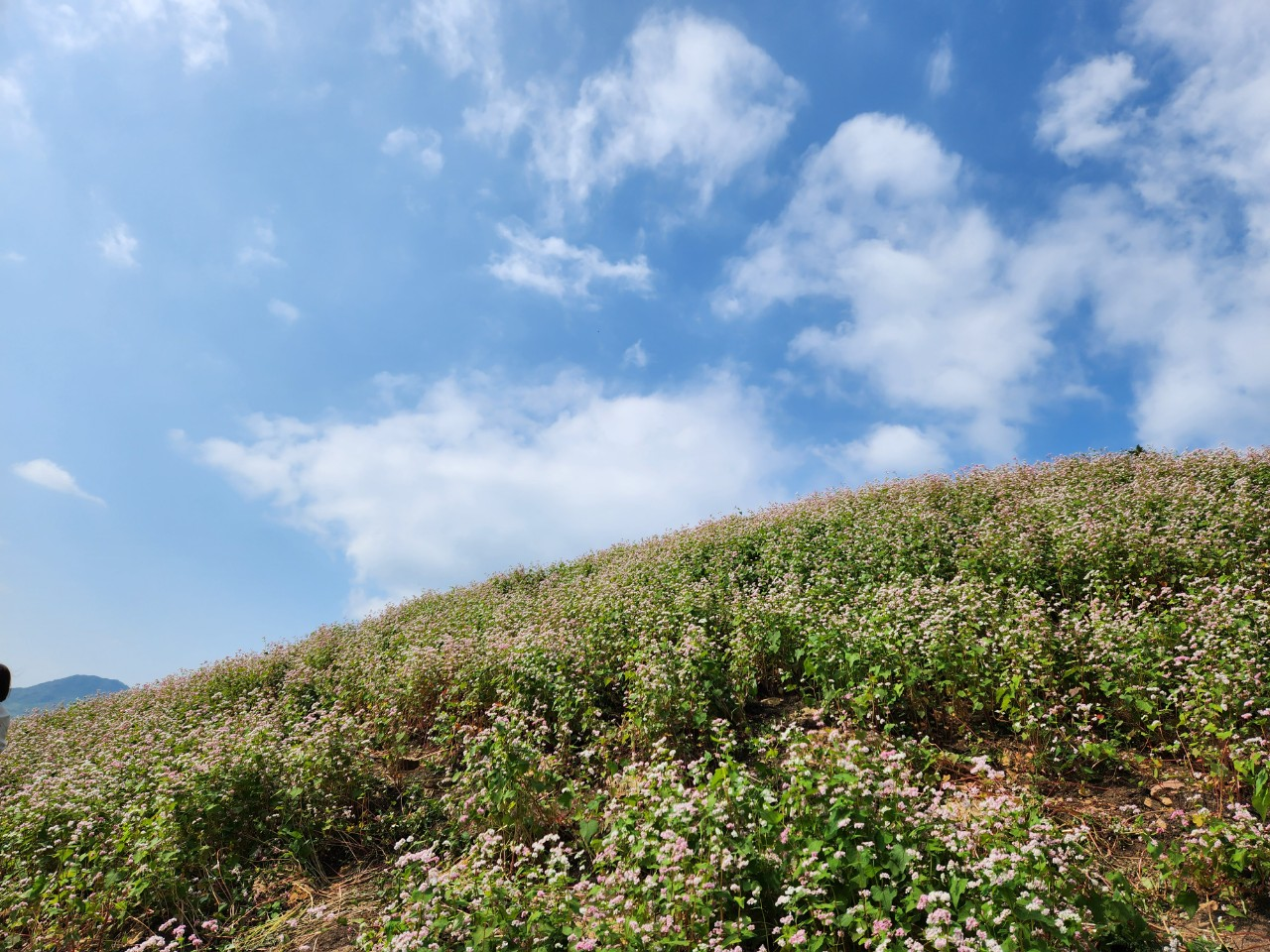 Về Hà Giang - Mảnh đất "cỏ chen đá, đá chen hoa"