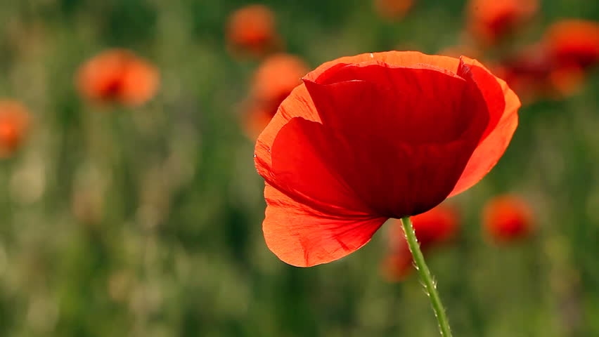 Tử vi ngày 10/11/2022: Tuổi Dần dẫn dắt tập thể, tuổi Mùi cần thực tế hơn Tử vi ngày 10/11/2022: Tuổi Dần dẫn dắt tập thể, tuổi Mùi cần thực tế hơn