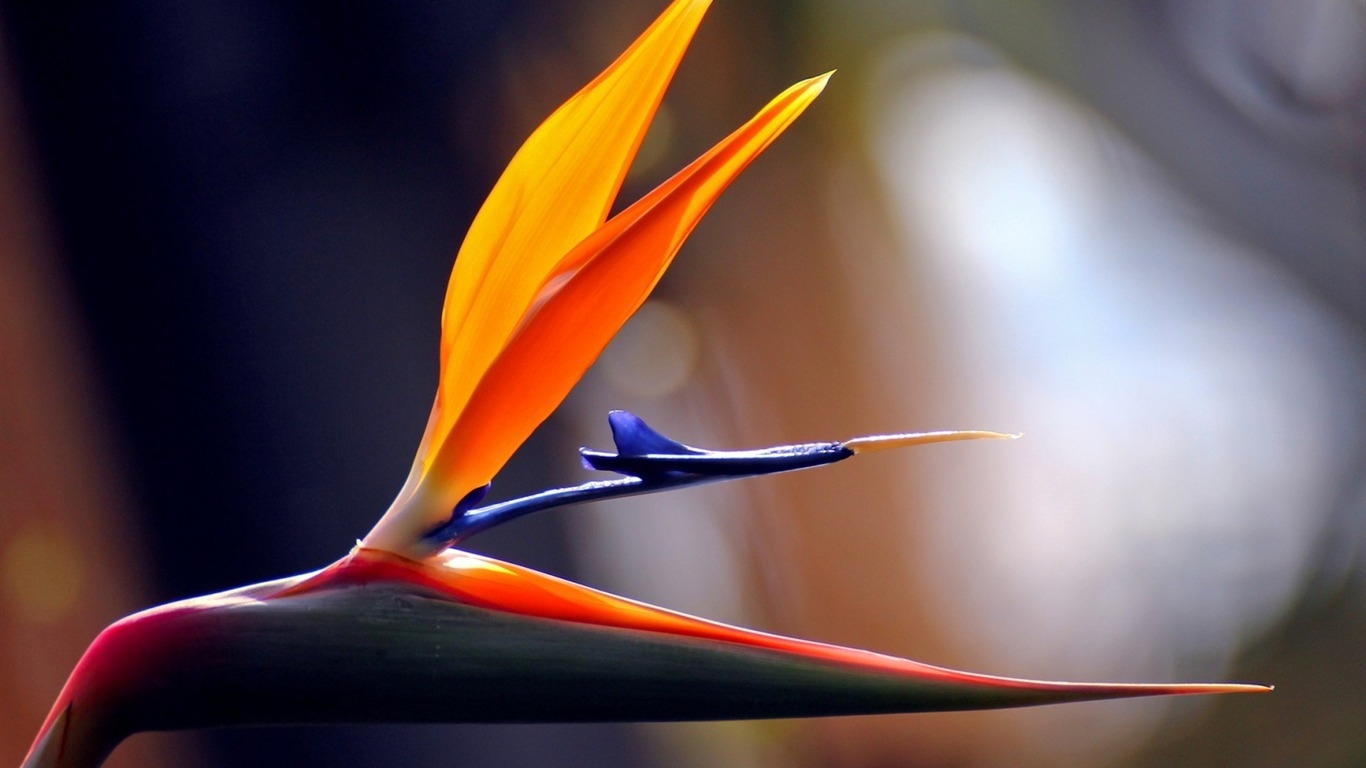 Tử vi ngày 10/11/2022: Tuổi Dần dẫn dắt tập thể, tuổi Mùi cần thực tế hơn Tử vi ngày 10/11/2022: Tuổi Dần dẫn dắt tập thể, tuổi Mùi cần thực tế hơn