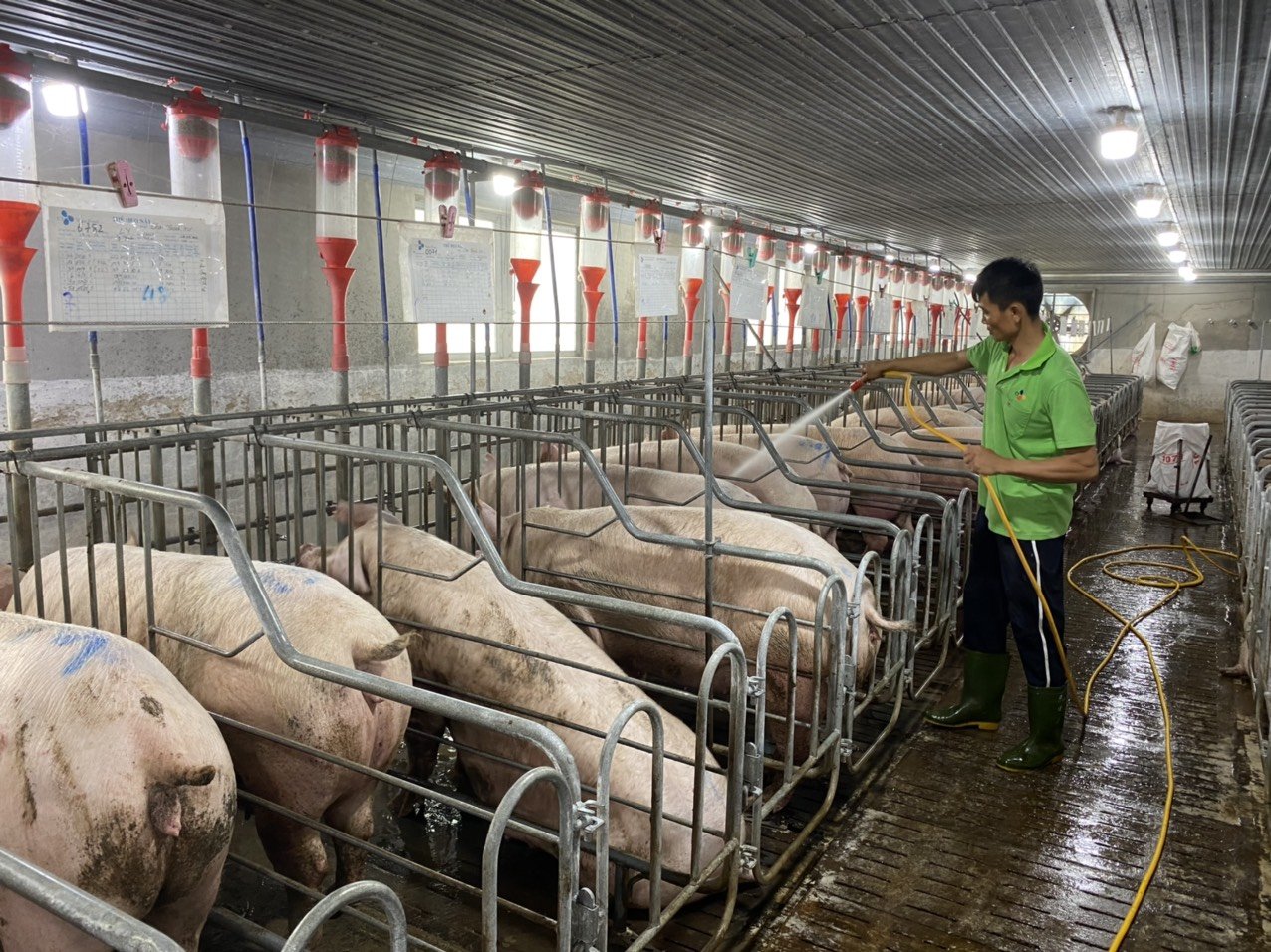 Giá heo hơi hôm nay 12/11: Tiếp tục giảm từ 1.000 - 2.000 đồng/kg