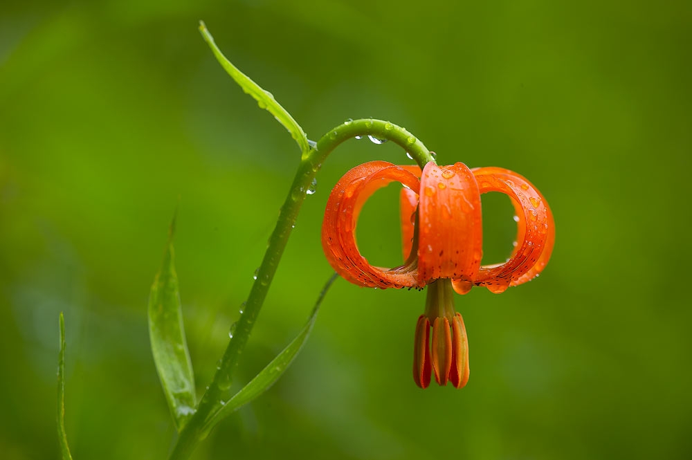 Tử vi ngày 13/11/2022: Tuổi Dần đón nhận may mắn, tuổi Mão gặp nhiều trắc trở Tử vi ngày 13/11/2022: Tuổi Dần đón nhận may mắn, tuổi Mão gặp nhiều trắc trở