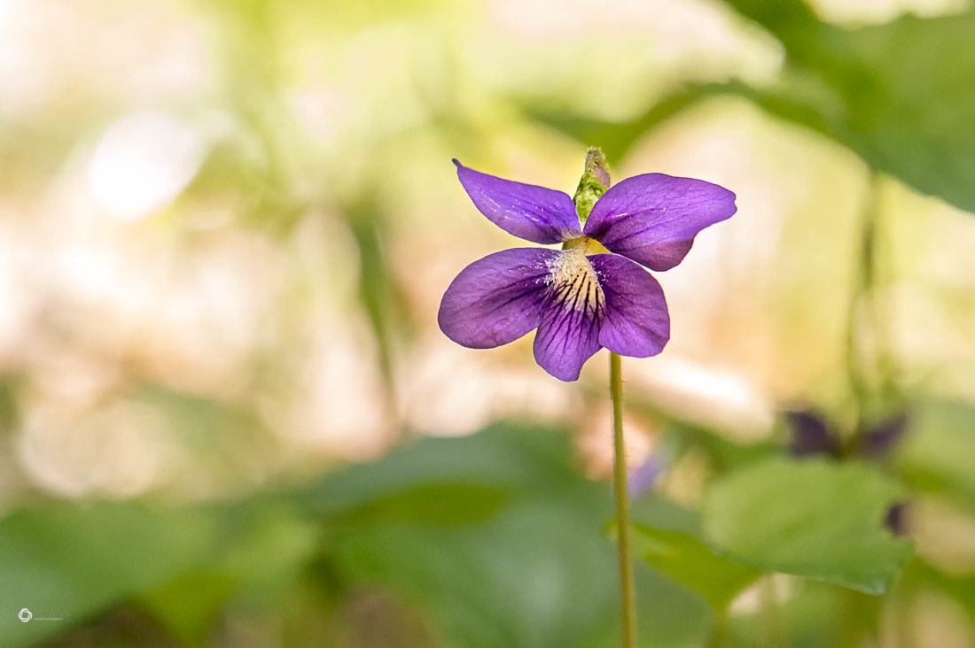 Tử vi ngày 13/11/2022: Tuổi Dần đón nhận may mắn, tuổi Mão gặp nhiều trắc trở Tử vi ngày 13/11/2022: Tuổi Dần đón nhận may mắn, tuổi Mão gặp nhiều trắc trở