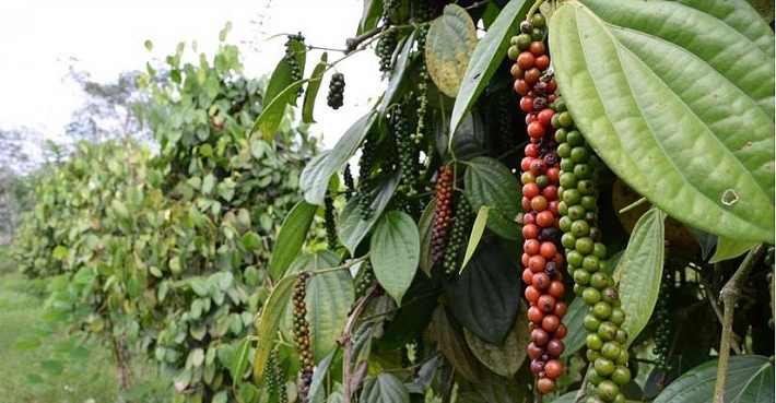 Giá tiêu hôm nay 23/11: Xuất khẩu sang Trung Quốc có dấu hiệu khởi sắc Giá tiêu hôm nay 23/11: Xuất khẩu sang Trung Quốc có dấu hiệu khởi sắc