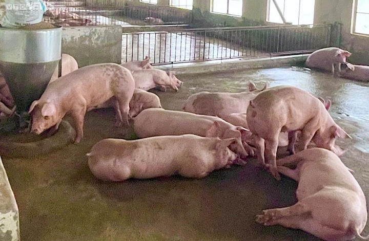 Giá heo hơi hôm nay 25/11: Duy trì ổn định Giá heo hơi hôm nay 25/11: Duy trì ổn định