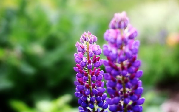 Tử vi ngày 25/11/2022: Tuổi Tý chú ý cư xử, tuổi Thìn khẳng định vị thế Tử vi ngày 25/11/2022: Tuổi Tý chú ý cư xử, tuổi Thìn khẳng định vị thế