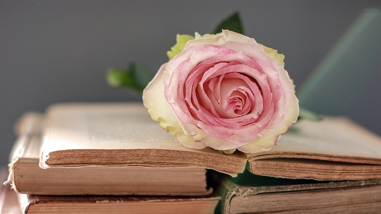 Tử vi ngày 29/11/2022: Tuổi Tý đạt lợi thế lớn, tuổi Ngọ tin vui tốt lành