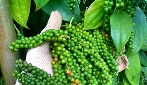 Giá tiêu hôm nay 2/12: Thị trường duy trì ổn định Giá tiêu hôm nay 2/12: Thị trường duy trì ổn định