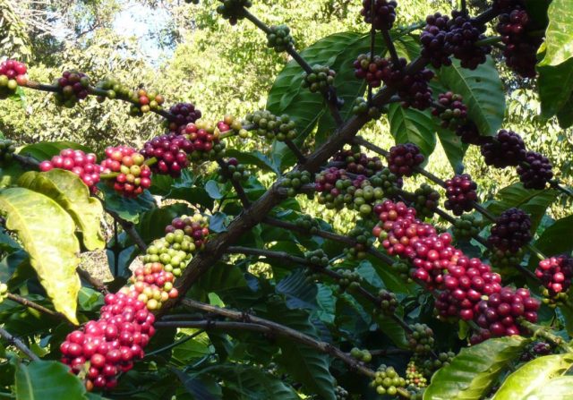Giá cà phê hôm nay 3/12: Robusta và Arabica đều có xu hướng giảm Giá cà phê hôm nay 3/12: Robusta và Arabica đều có xu hướng giảm