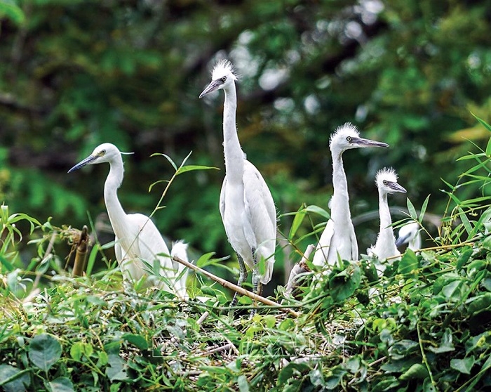 Khám phá Cồn Ông Trang (Cà Mau) Khám phá Cồn Ông Trang (Cà Mau)