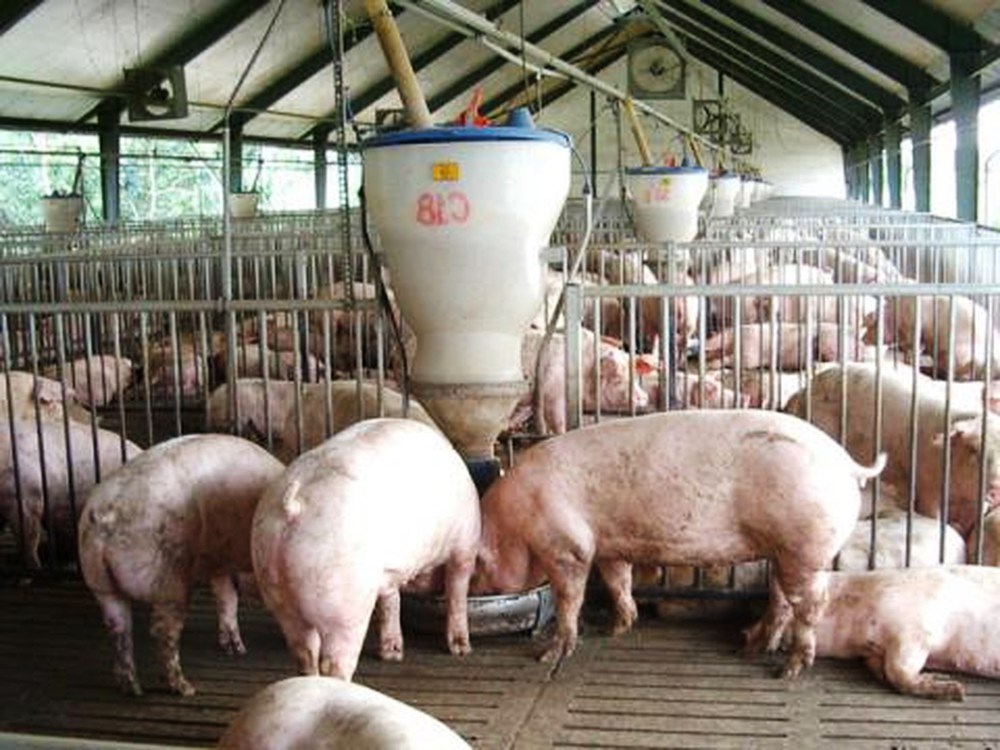 Giá heo hơi hôm nay 7/12: Đồng loạt giảm tại nhiều địa phương Giá heo hơi hôm nay 7/12: Đồng loạt giảm tại nhiều địa phương