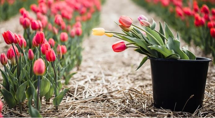 Tử vi ngày 9/12/2022: Tuổi Dần mở mang kiến thức, tuổi Thìn quý nhân dẫn lối