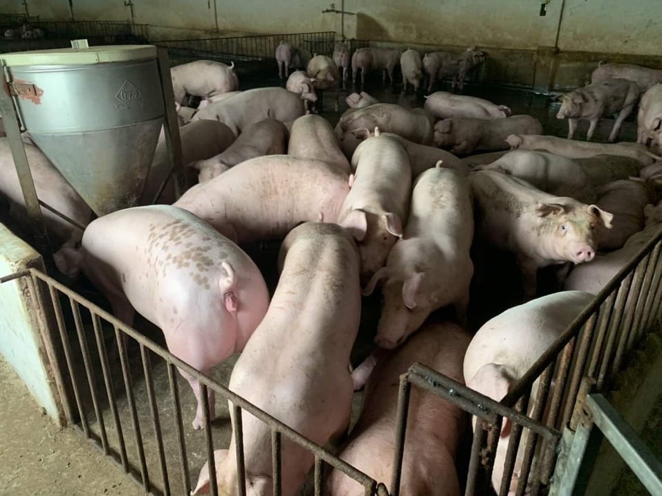 Giá heo hơi hôm nay 9/12:  Tăng rải rác tại mốt số địa phương