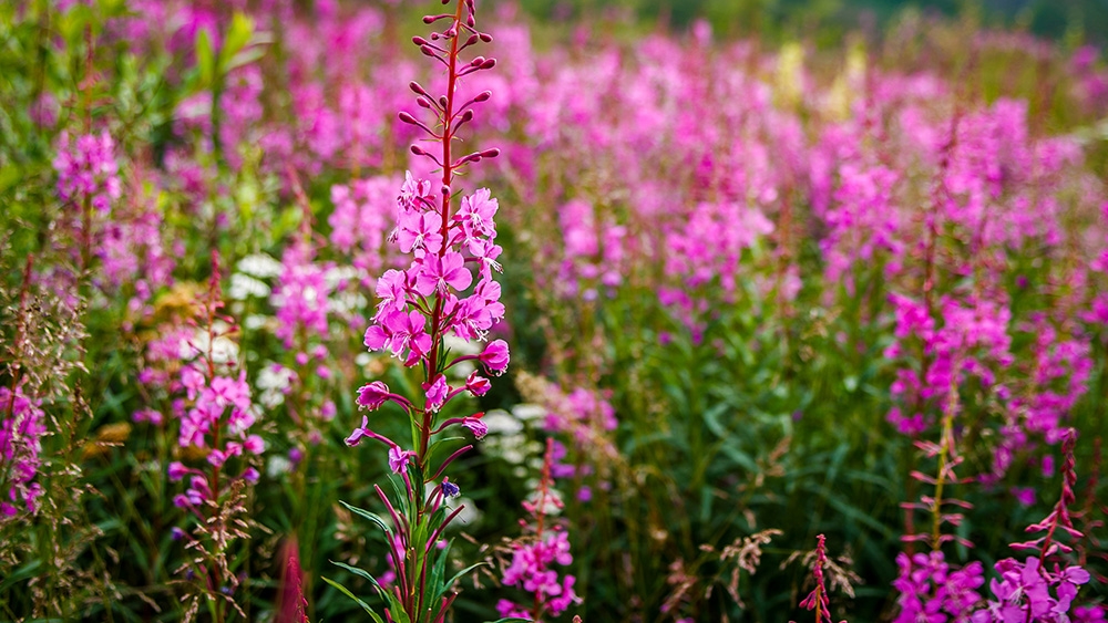Tử vi ngày 8/12/2022: Tuổi Mùi thấu tình đạt lý, tuổi Hợi đón nhiều tin vui