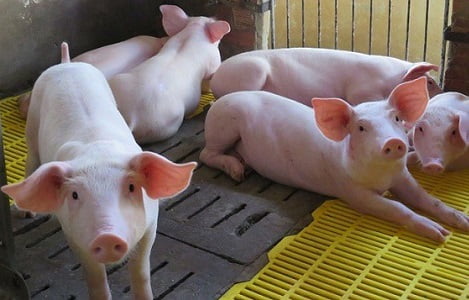 Giá heo hơi hôm nay 10/12: Giảm tại một số địa phương Giá heo hơi hôm nay 10/12: Giảm tại một số địa phương