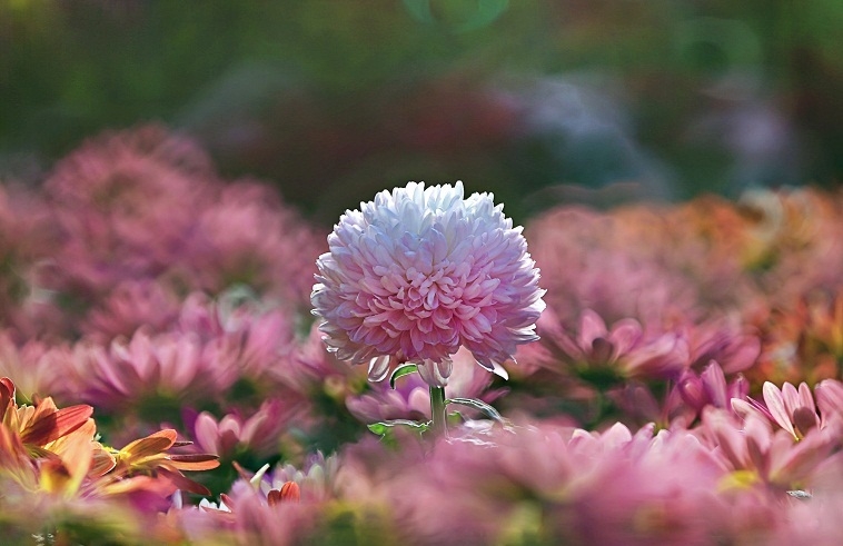 Tử vi ngày 11/12/2022: Tuổi Thân tháo gỡ bế tắc, tuổi Dậu cả giận mất khôn