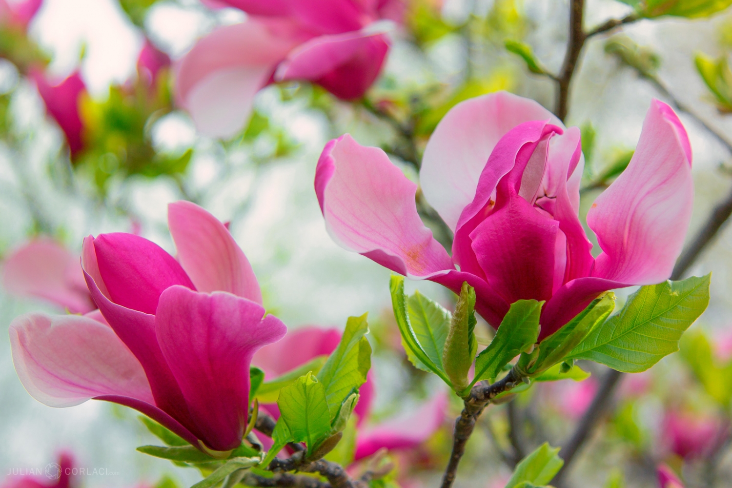 Tử vi ngày 12/12/2022: Tuổi Tý mọi việc hanh thông, tuổi Ngọ khẳng định vị thế