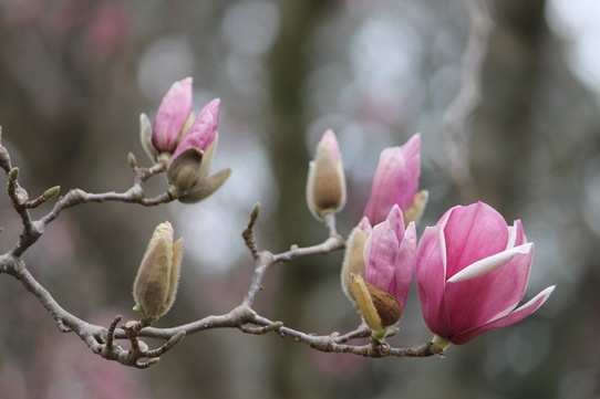 Tử vi ngày 12/12/2022: Tuổi Tý mọi việc hanh thông, tuổi Ngọ khẳng định vị thế