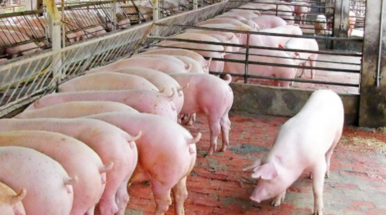 Giá heo hơi hôm nay 12/12: Đi ngang Giá heo hơi hôm nay 12/12: Đi ngang