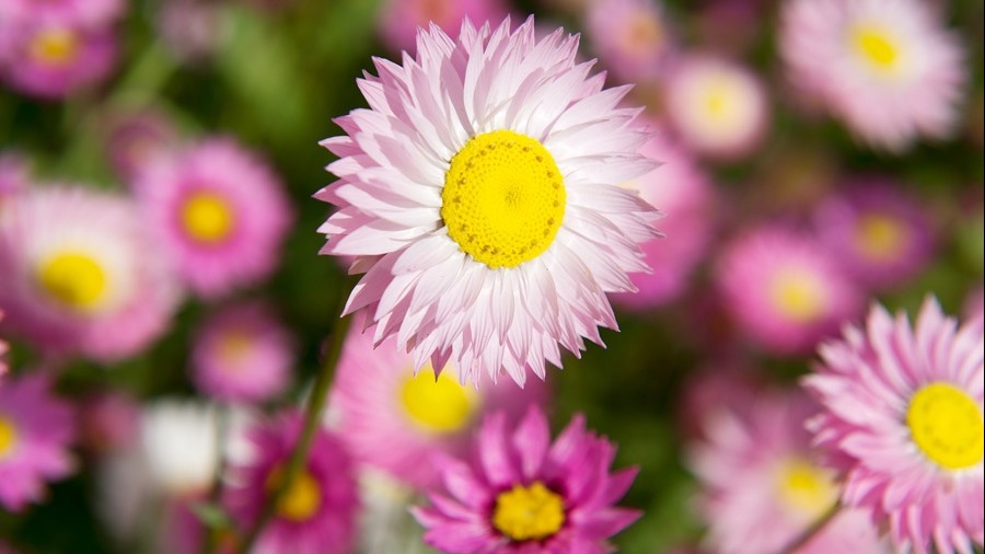 Tử vi ngày 15/12/2022: Tuổi Thìn nhiều hung họa, tuổi Ngọ phần thưởng bất ngờ