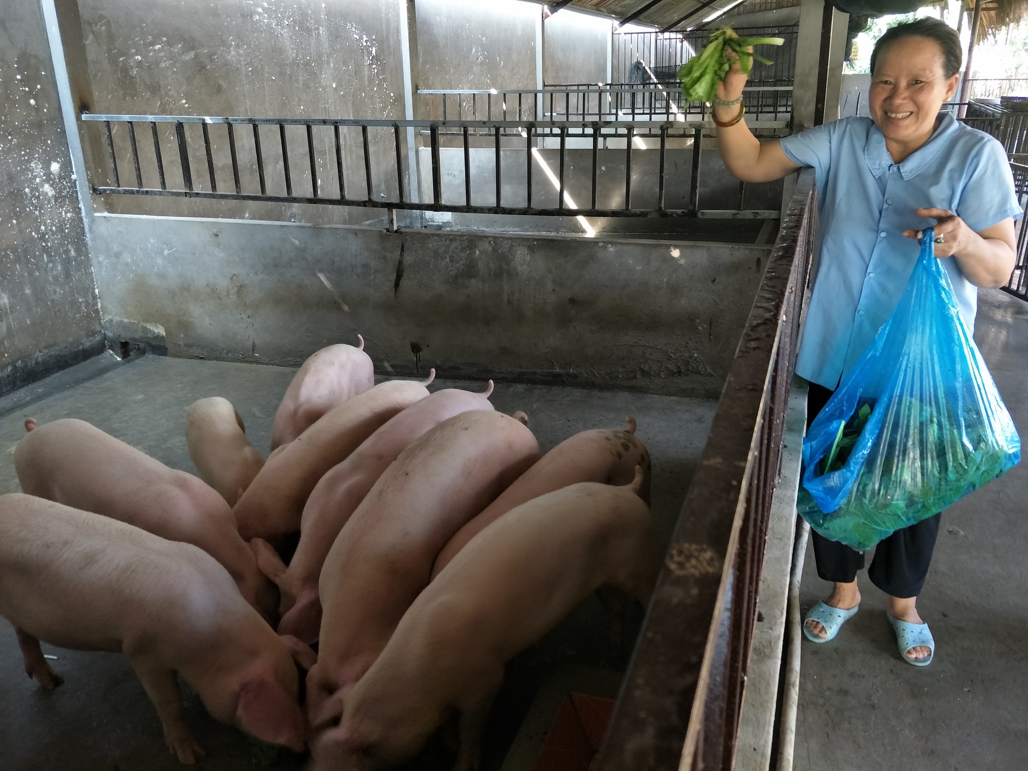 Giá heo hơi hôm nay 15/12: Giảm tại khu vực miền Trung, Tây Nguyên và miền Nam Giá heo hơi hôm nay 15/12: Giảm tại khu vực miền Trung, Tây Nguyên và miền Nam