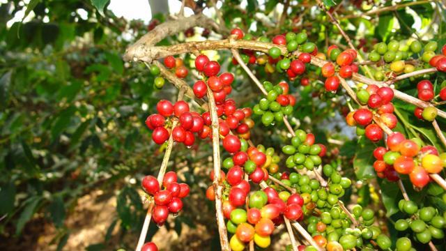 Giá cà phê hôm nay 16/12: Arabica và Robusta tăng Giá cà phê hôm nay 16/12: Arabica và Robusta tăng