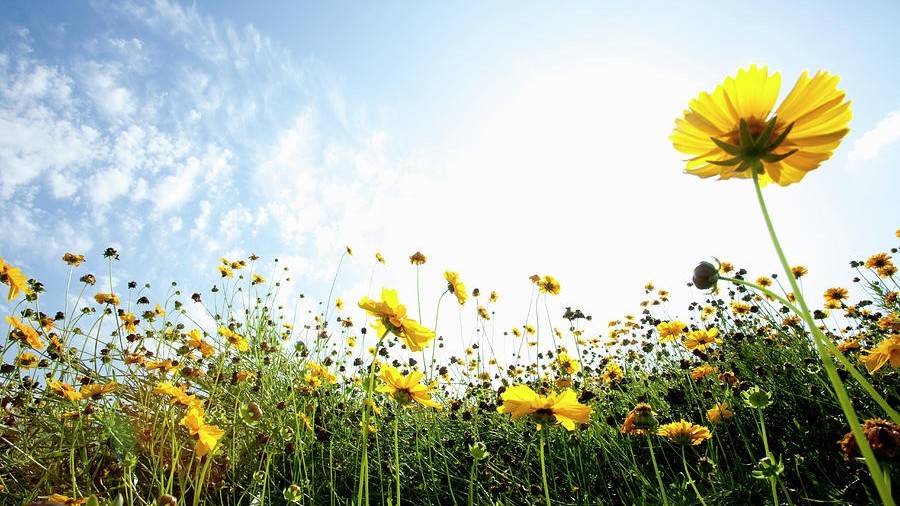 Tử vi ngày 20/12/2022: Tuổi Dần đón lộc về tay, tuổi Mão tình duyên vượng sắc