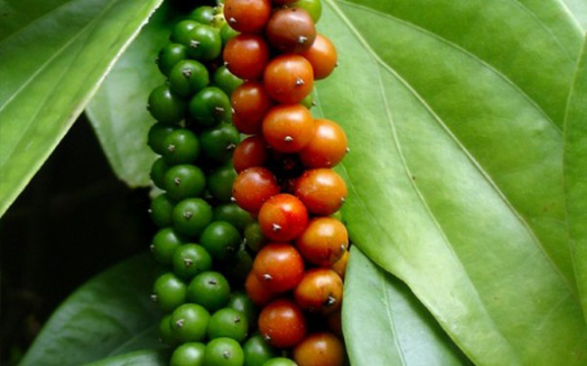 Giá tiêu hôm nay 20/12: Tuột khỏi mốc 60.000 đồng/kg Giá tiêu hôm nay 20/12: Tuột khỏi mốc 60.000 đồng/kg