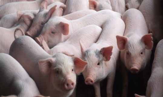 Giá heo hơi hôm nay 22/12:  Không ghi nhận thay đổi mới
