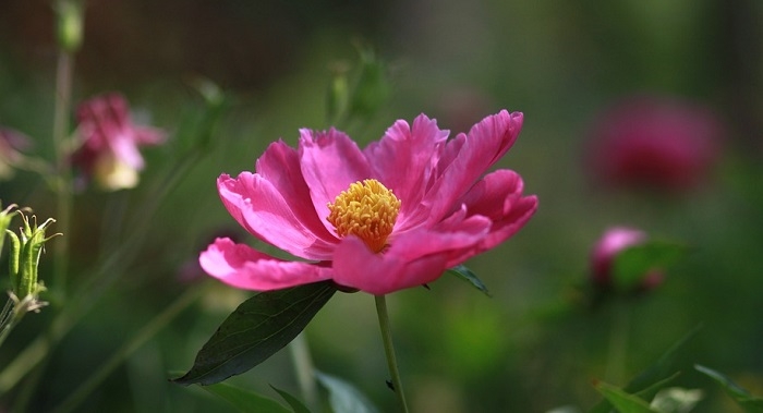 Tử vi ngày 30/12/2022: Tuổi Sửu gặp cơ hội tốt, tuổi Thân quý nhân xuất hiện Tử vi ngày 30/12/2022: Tuổi Sửu gặp cơ hội tốt, tuổi Thân quý nhân xuất hiện