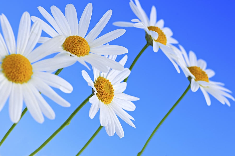 Tử vi vòng quay công nghệ ngày 2/1/2025: Tuổi Dần công việc ổn thỏa, tuổi Tuất bị cạnh tranh Tử vi vòng quay công nghệ ngày 2/1/2025: Tuổi Dần công việc ổn thỏa, tuổi Tuất bị cạnh tranh