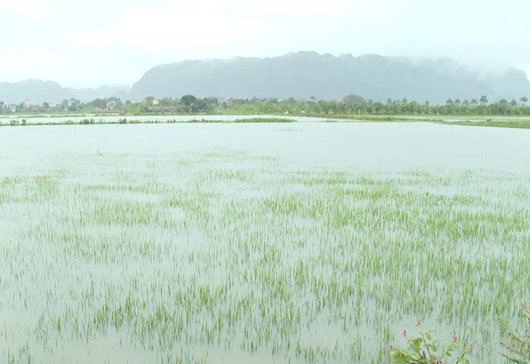 Lập Tổ kiểm tra thống kê, đánh giá mức độ thiệt hại nông nghiệp do thiên tai, dịch hại Lập Tổ kiểm tra thống kê, đánh giá mức độ thiệt hại nông nghiệp do thiên tai, dịch hại