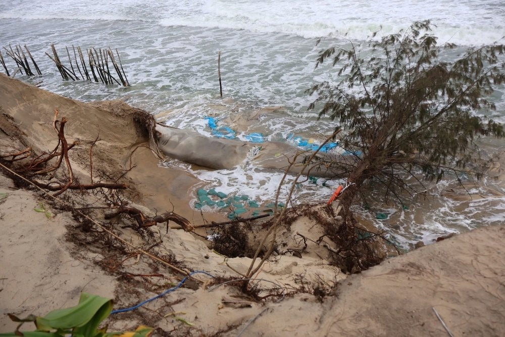 Quảng Nam: Tiếp diễn sạt lở nghiêm trọng bờ biển Hội An Quảng Nam: Tiếp diễn sạt lở nghiêm trọng bờ biển Hội An