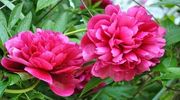 Tử vi vòng quay công nghệ ngày 27/1/2025: Tuổi Hợi khá may mắn, tuổi Mão gặp mâu thuẫn Tử vi vòng quay công nghệ ngày 27/1/2025: Tuổi Hợi khá may mắn, tuổi Mão gặp mâu thuẫn