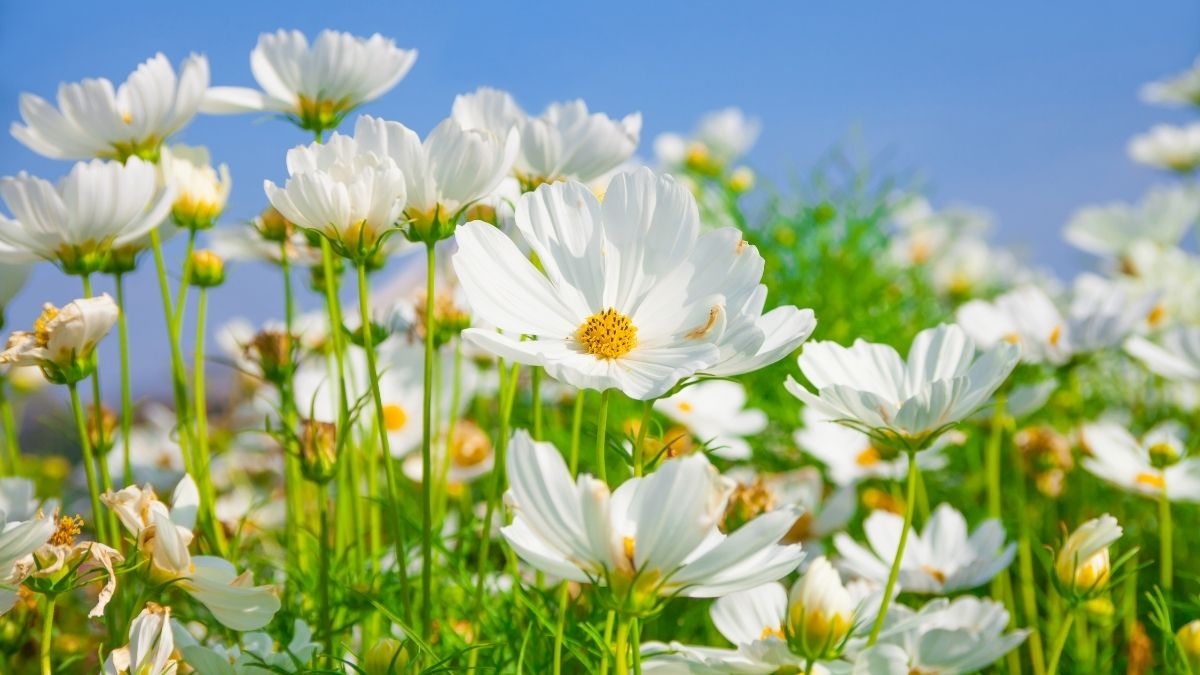 Tử vi vòng quay công nghệ ngày 30/1/2025: Tuổi Sửu cần kiên nhẫn, tuổi Thìn thuận lợi Tử vi vòng quay công nghệ ngày 30/1/2025: Tuổi Sửu cần kiên nhẫn, tuổi Thìn thuận lợi