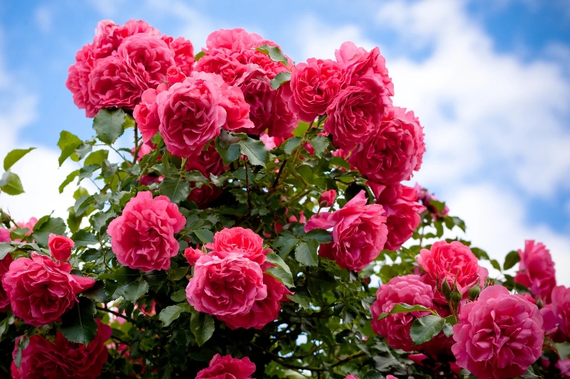 Tử vi vòng quay công nghệ ngày 31/1/2025: Tuổi Hợi một ngày tích cực, tuổi Tuất cẩn trọng Tử vi vòng quay công nghệ ngày 31/1/2025: Tuổi Hợi một ngày tích cực, tuổi Tuất cẩn trọng