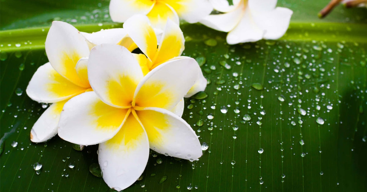 Tử vi 12 con giáp năm 2025: Con giáp nào làm ăn phát tài nhất? Tử vi 12 con giáp năm 2025: Con giáp nào làm ăn phát tài nhất?