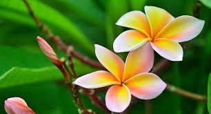 Tử vi 12 con giáp năm 2025: Con giáp nào làm ăn phát tài nhất? Tử vi 12 con giáp năm 2025: Con giáp nào làm ăn phát tài nhất?