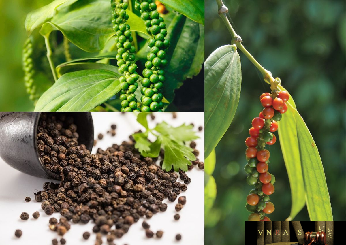 Giá tiêu hôm nay 1/1: Thị trường lặng sóng