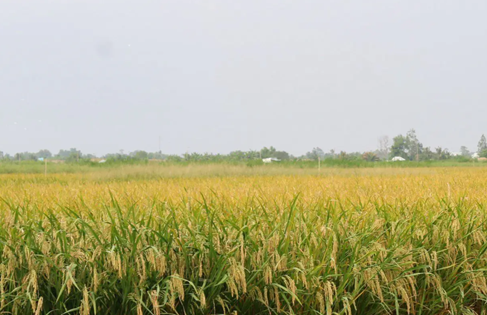 Việt Nam nỗ lực triển khai các giải pháp đưa phát thải ròng về ‘0’ vào năm 2050