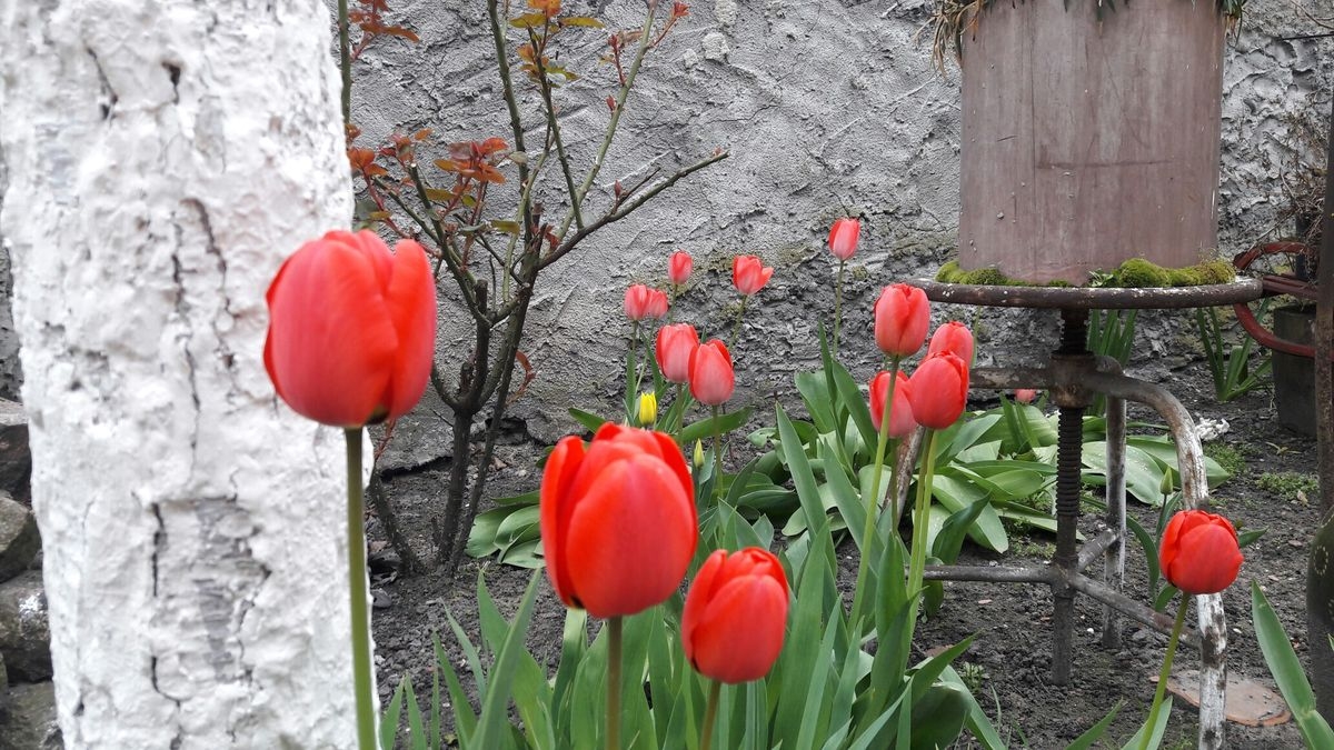 Tử vi vòng quay công nghệ ngày 17/1/2026: Tuổi Thân gặp khó khăn, tuổi Dần may mắn Tử vi vòng quay công nghệ ngày 17/1/2026: Tuổi Thân gặp khó khăn, tuổi Dần may mắn