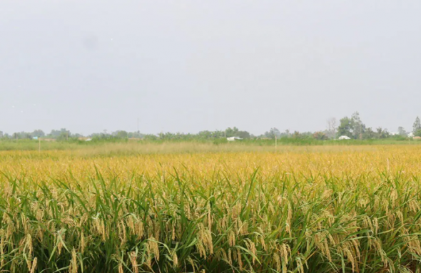 Việt Nam nỗ lực triển khai các giải pháp đưa phát thải ròng về ‘0’ vào năm 2050