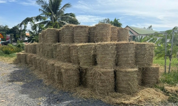 Hiệu quả mô hình sản xuất viên nén sinh khối từ rơm rạ