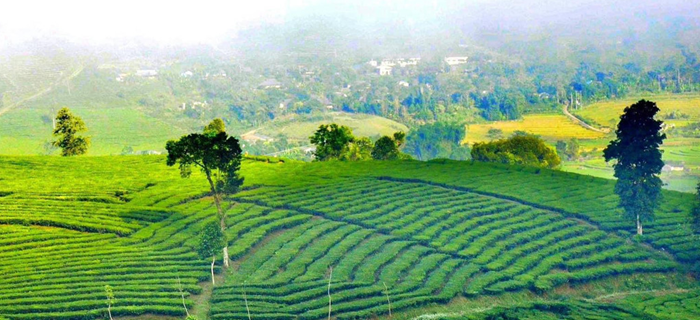 Lộ trình xây dựng, tổ chức vận hành sàn giao dịch carbon trong nước