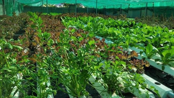 Vụ đông xuân 2025–2026: Vừa lấy nước, vừa chống rét để bảo đảm sản lượng gần 13 triệu tấn lúa